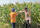 Jalin-Kedekatan-dengan-Petani,-Anggota-Polsek-Tarik-Patroli-dan-Pantau-Lahan-Jagung-untuk-Ketahanan-Pangan